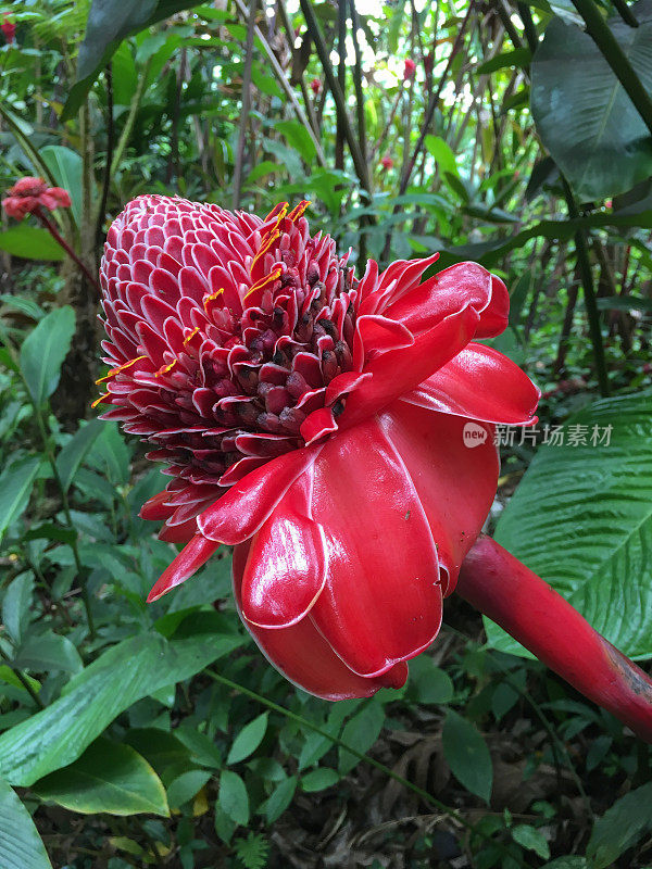 大型热带雨林花，夏威夷