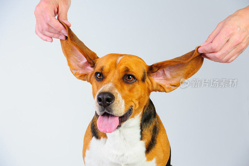 年轻的小猎犬飞耳朵的模型拍摄