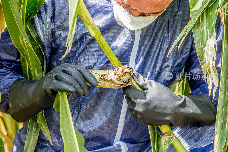 研究人员检查腐烂的玉米茎