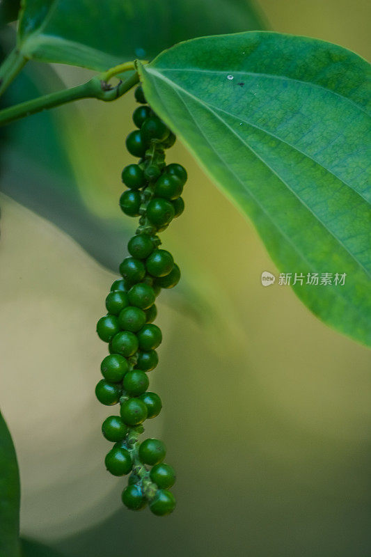 近距离观察植物中未成熟的辣椒