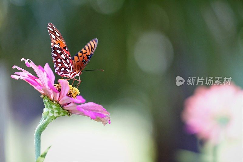 特写蝴蝶在粉红色百日菊与许多copyspace散焦背景