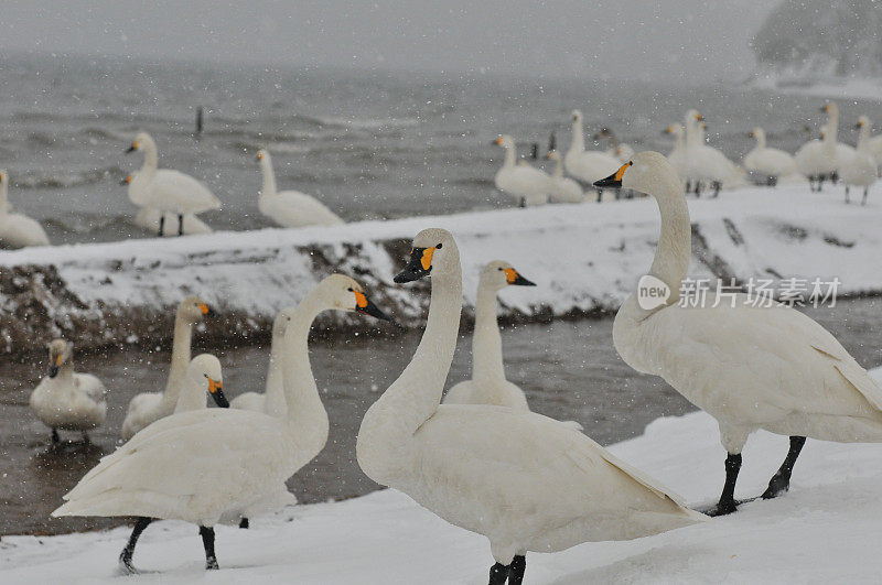 福岛县稻川湖大雪下的候鸟