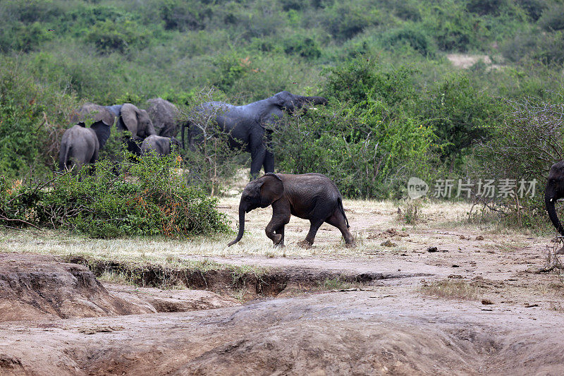 乌干达:象群在移动