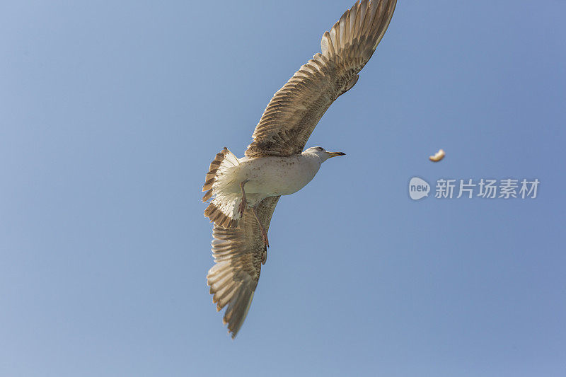 野生海鸥在土耳其伊斯坦布尔的博斯普鲁斯海峡上空飞翔和捕捉食物