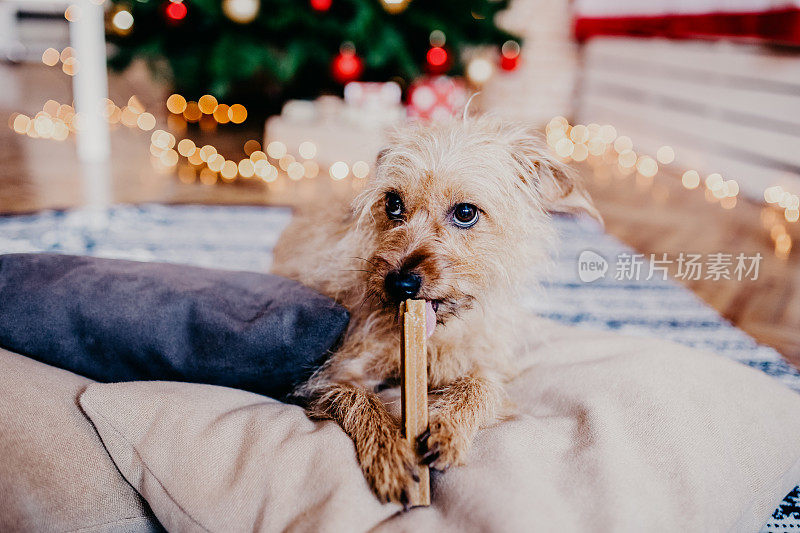 可爱的狗吃他的圣诞礼物。可爱的狗在圣诞树前吃骨头。