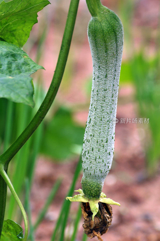 丝瓜葫芦植物