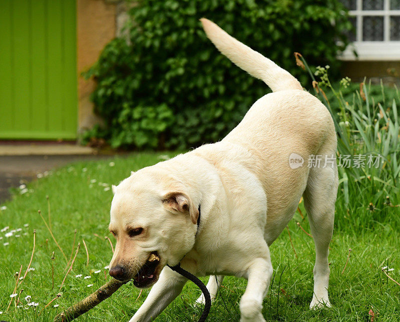 啃着一根棍子的拉布拉多寻回犬