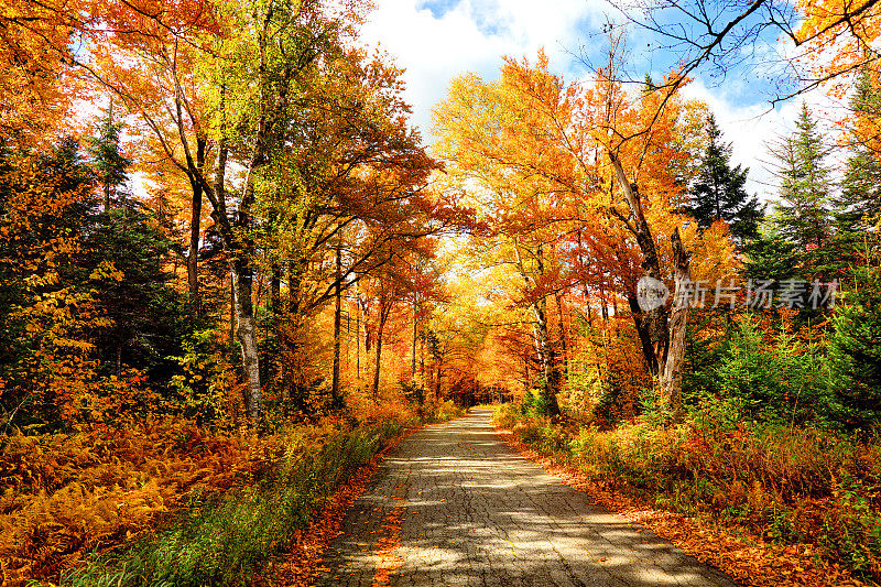 新罕布什尔州的秋天路