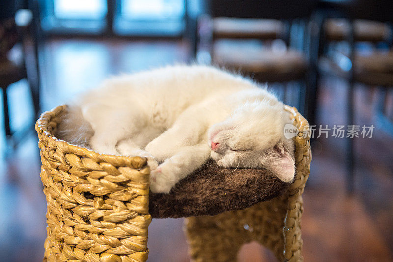 白色小猫在北京睡觉，中国
