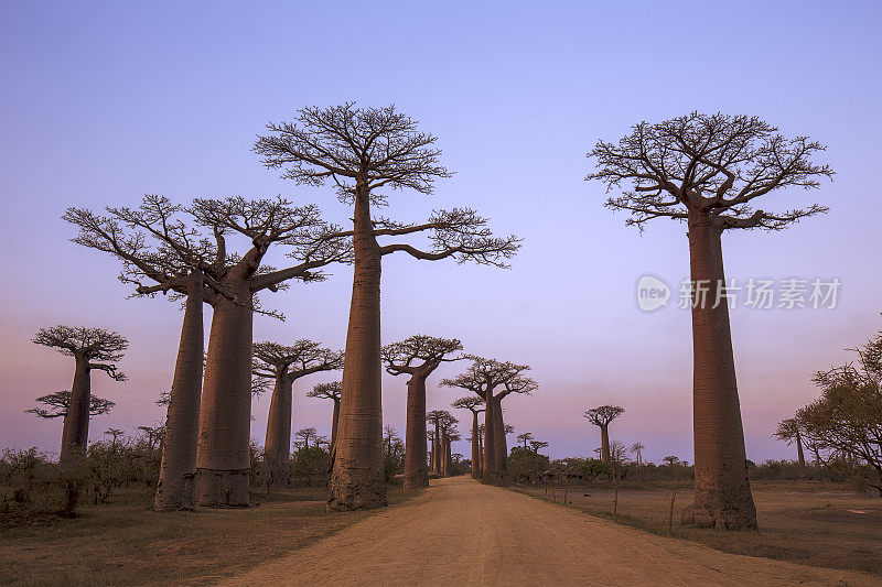 Baobab大道
