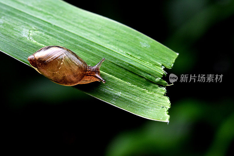 这是这只蜗牛的终点