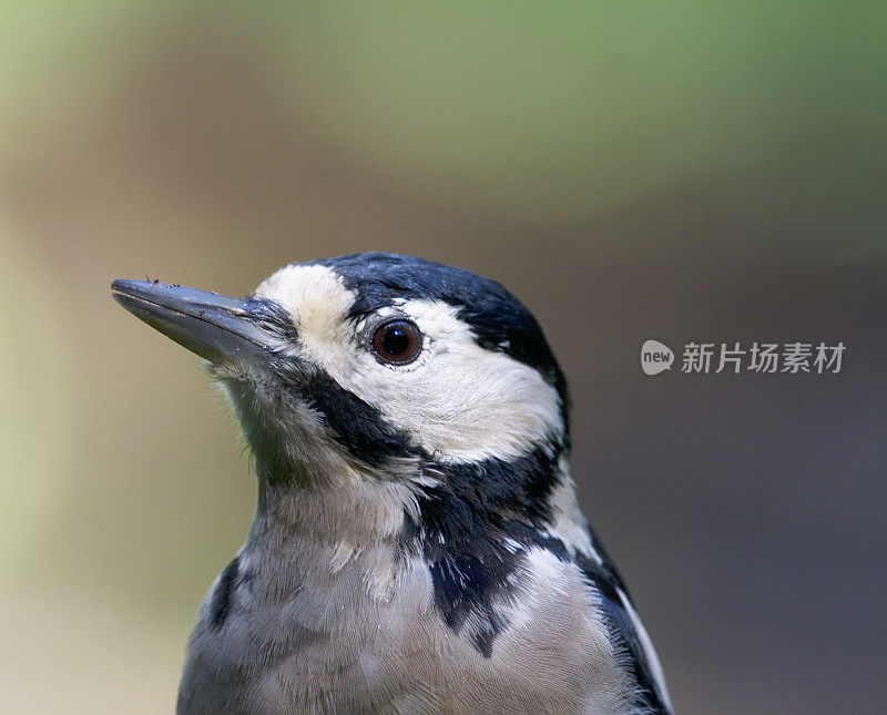 大斑点啄木鸟(大)女性肖像