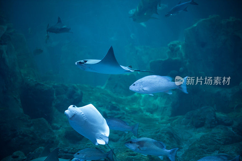 黄貂鱼在水族馆