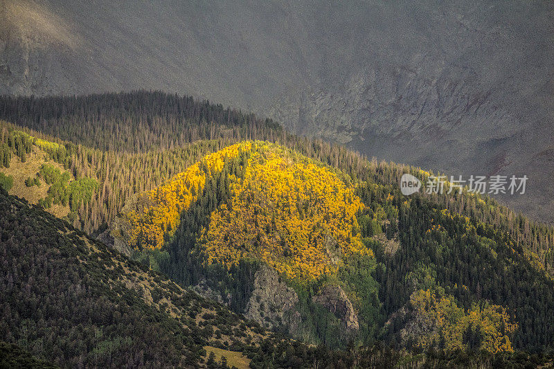 白杨树丛山