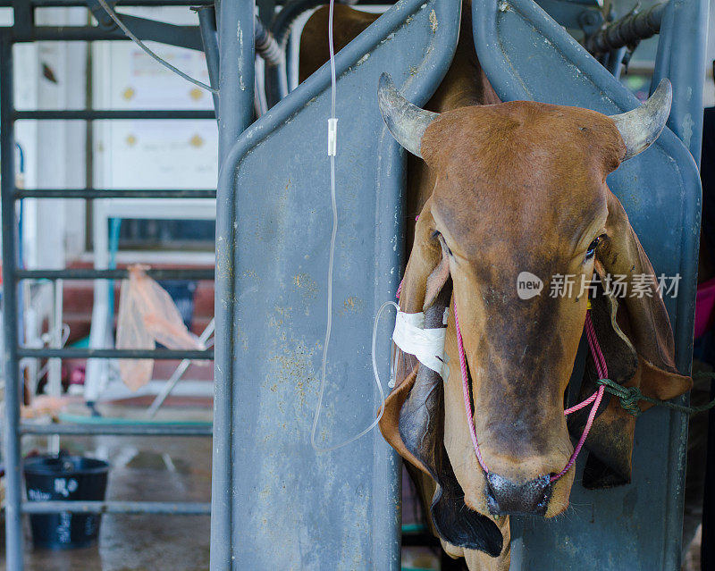 动物保健理念，动物医院野外准备剖腹产的笼牛