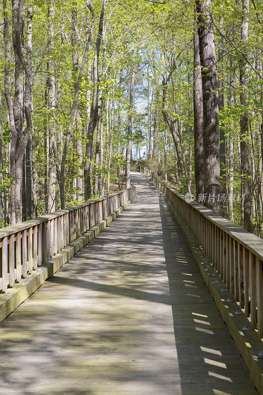 穿过春天树林的天桥