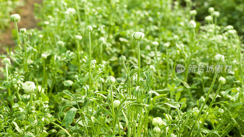 温室里的白色毛茛花