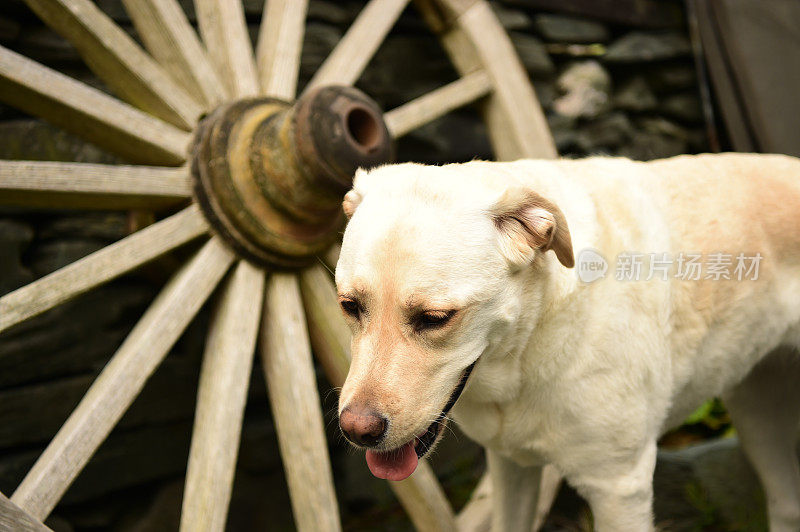 拉布拉多寻回犬和一个马车轮子