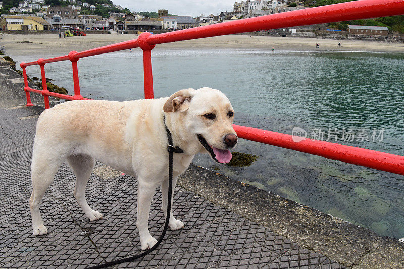 康沃尔的拉布拉多寻回犬