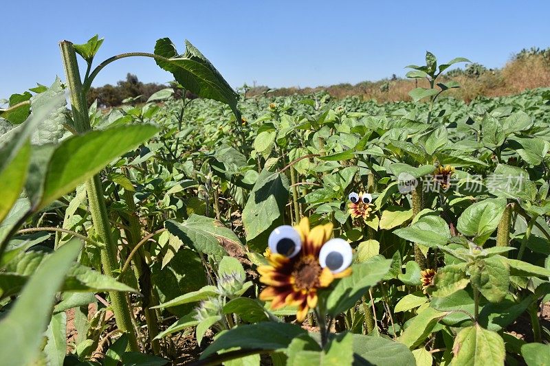 花眼睛