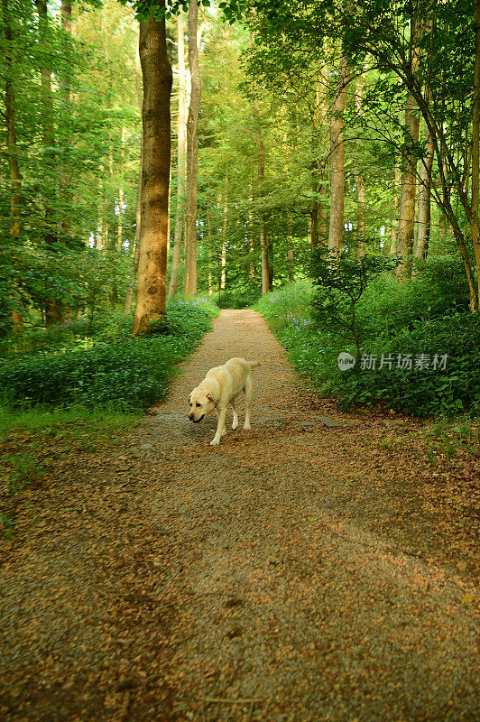 在小路上行走的拉布拉多寻回犬