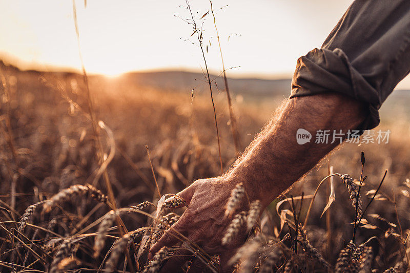 农民在田间行走时，手摸金黄色的麦穗