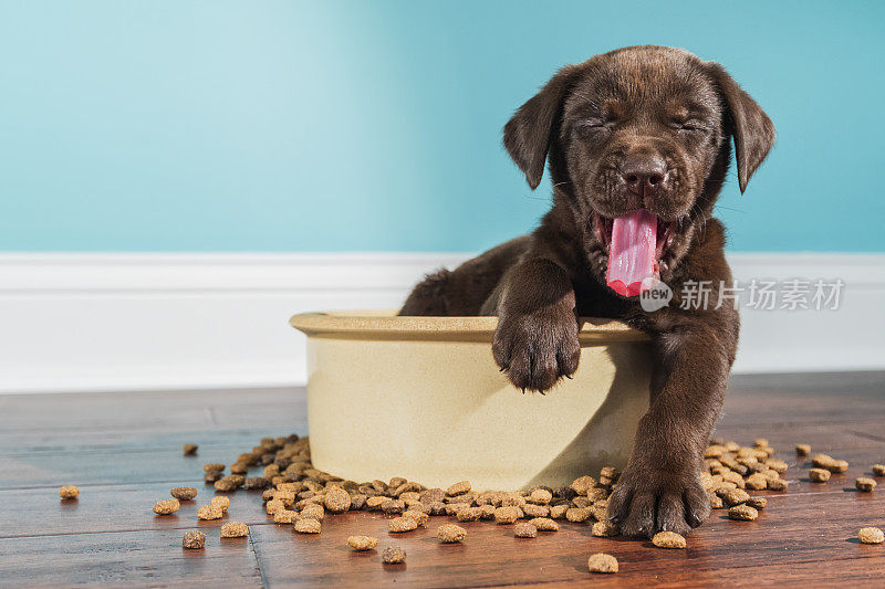 一只打着哈欠的巧克力色拉布拉多小狗坐在一个大狗碗里——5周大