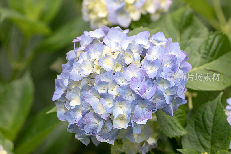 蓝色绣球花花