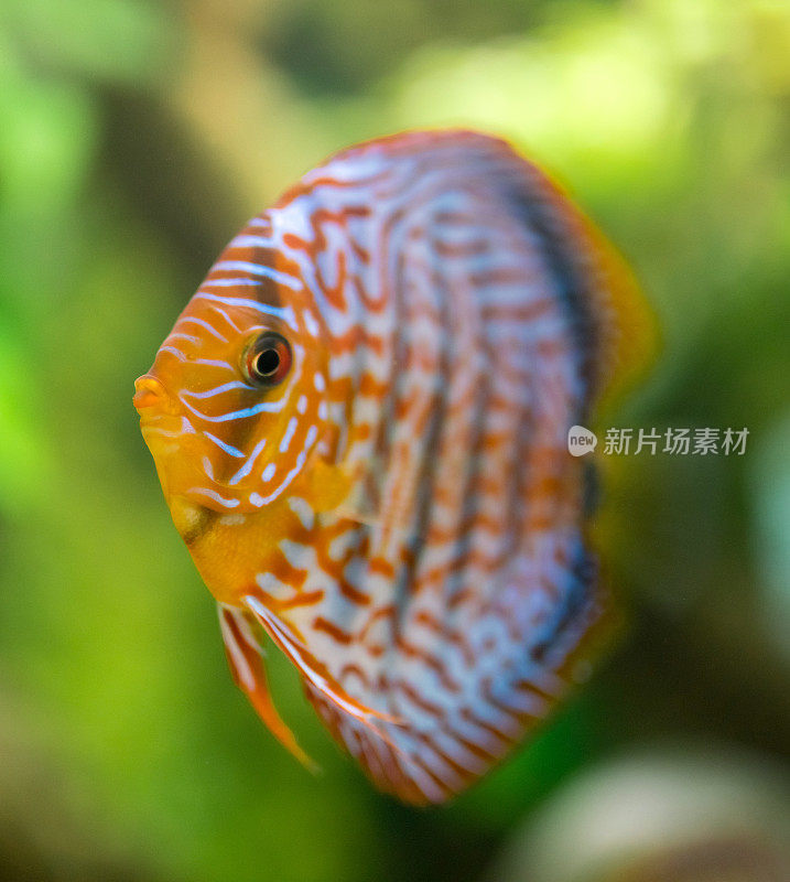 明亮的七彩鱼在水族馆，特写视图