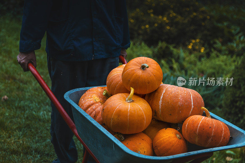 Pumpking在手推车