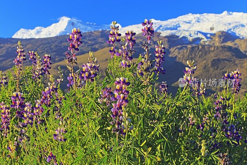 位于布兰卡山脉的科帕山脉和羽扇豆花圃——秘鲁的Ancash