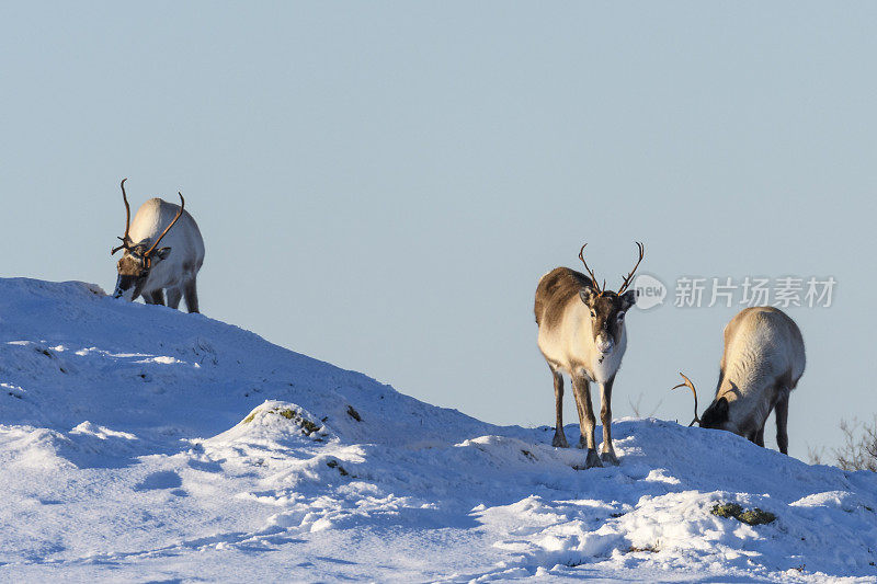 冬天，挪威北部的驯鹿在雪地里吃草