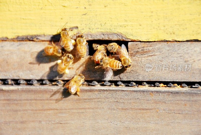 阳光下蜂巢里的蜜蜂