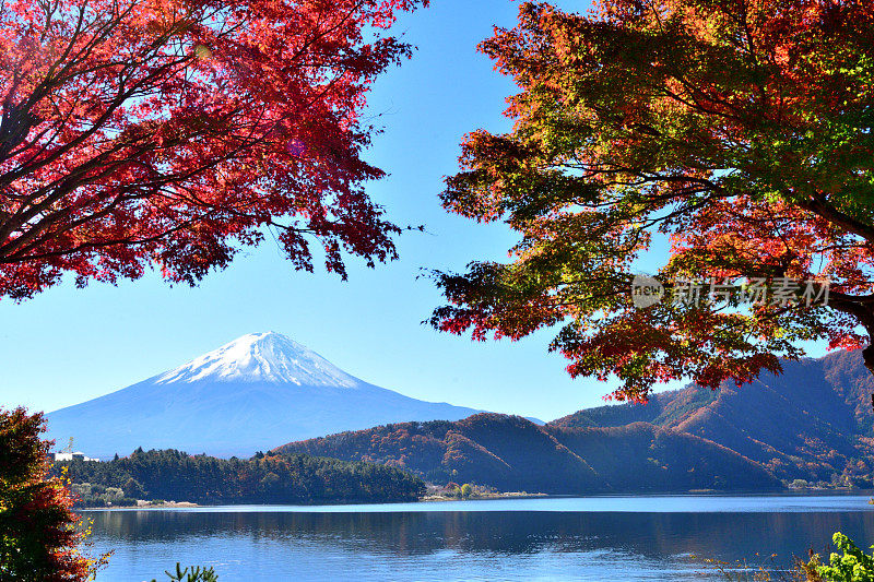 日本富士五湖地区的富士山和秋叶