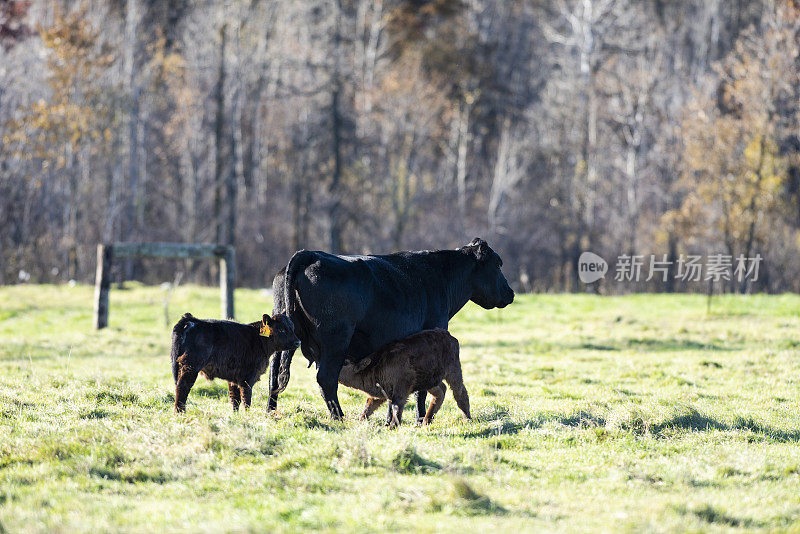 一头黑色安格斯母牛和她的小牛