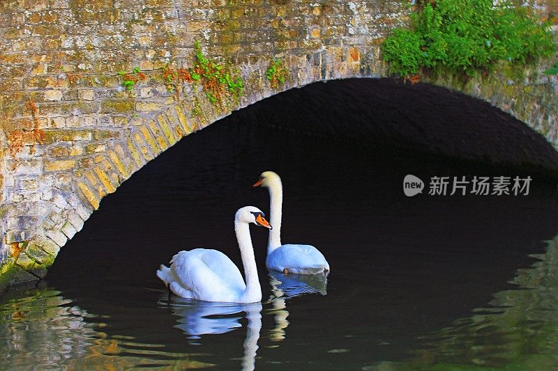 日出时分，两只天鹅漂浮在比利时布鲁日古城的水道上