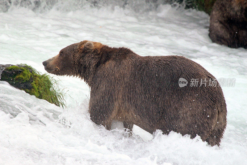 卡特迈国家公园和保护区的棕熊