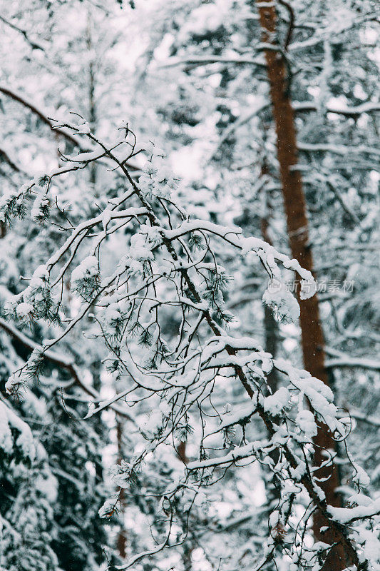 神奇的雪覆盖了树木。美丽的冬天的风景