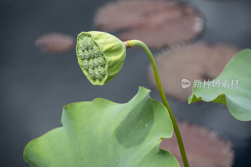 芝加哥植物园