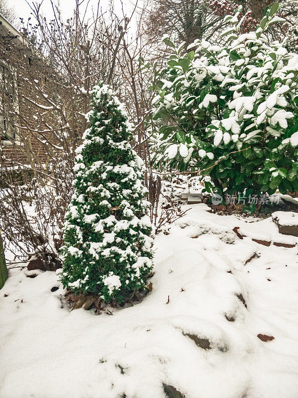 真正的圣诞树在下雪的一天