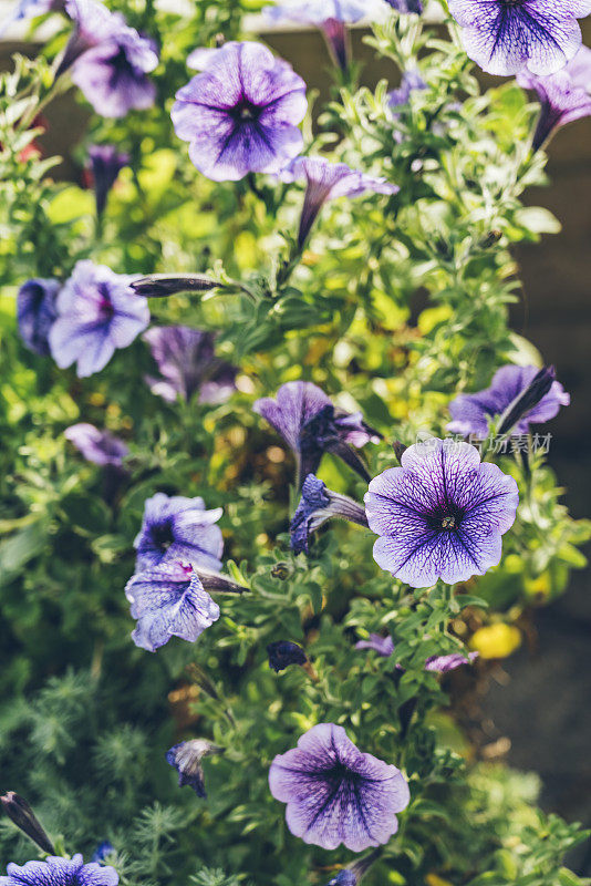 紫色的牵牛花