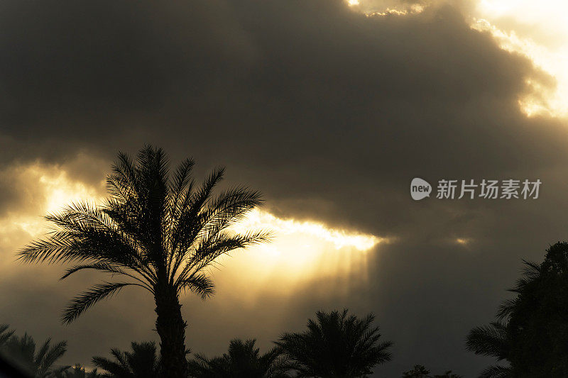 棕榈泉戏剧性的日落云和棕榈树