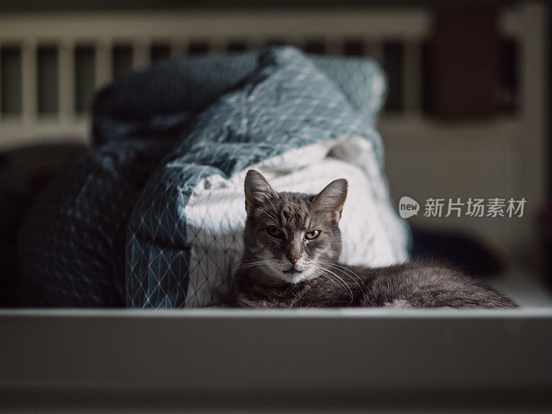 可爱的猫在家里的床上