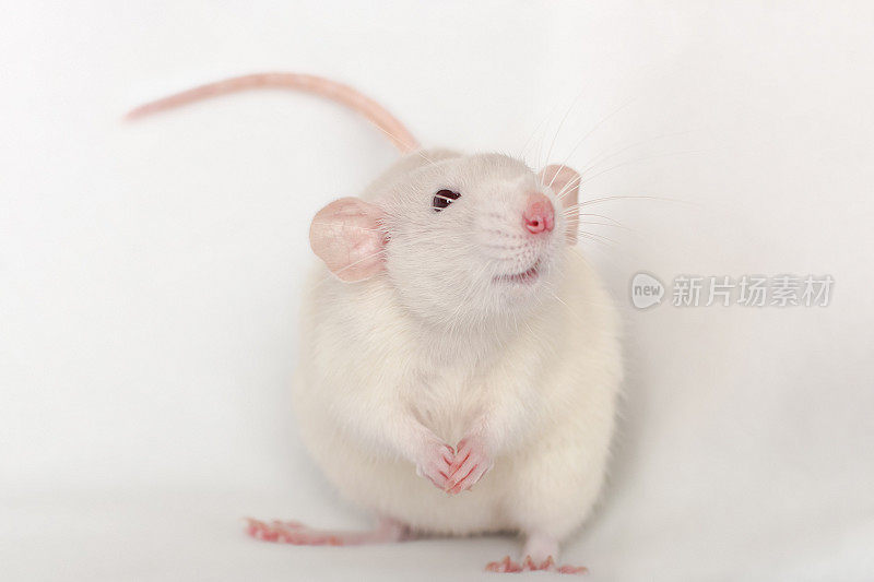 白色微笑老鼠dumbo大粉红的耳朵和鼻子