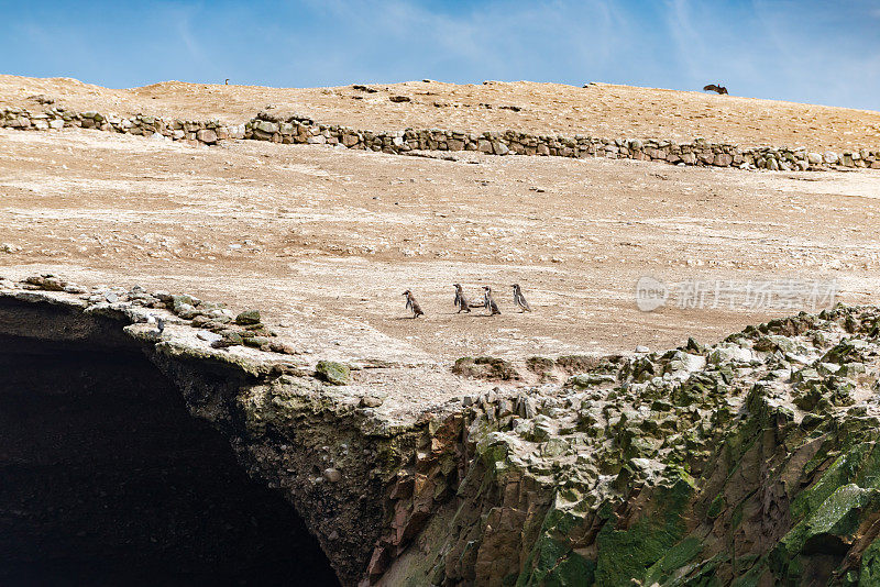秘鲁Ballestas群岛国家保护区的驴企鹅