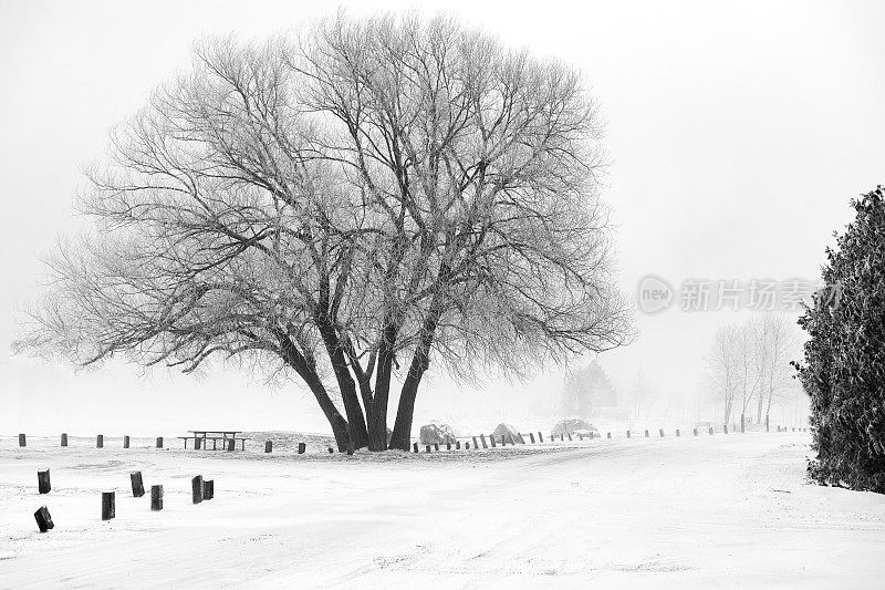 冬天暴风雪期间光秃秃的树