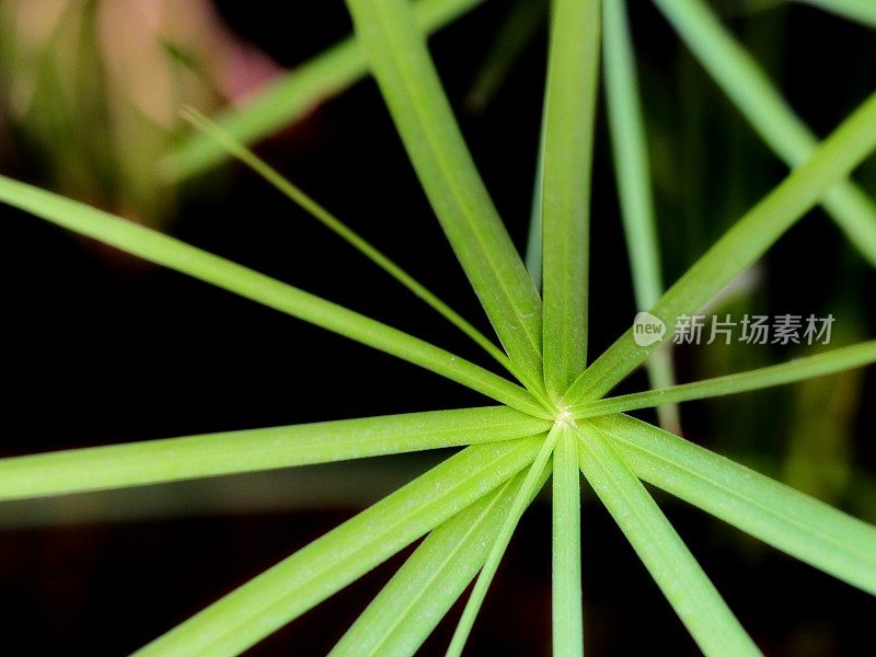 绿色纸莎草树植物的叶子