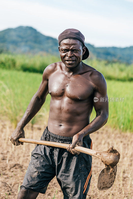 非洲农民在田野上采摘
