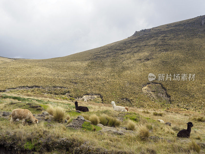 钦博拉索火山附近的一群羊驼