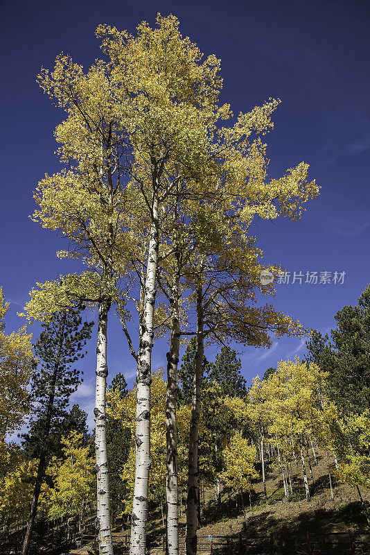 秋天的颜色随着科罗拉多州白杨树的变化而变化